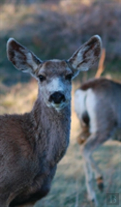 Bertrand.pt - Kid'S Petite Deer Journal