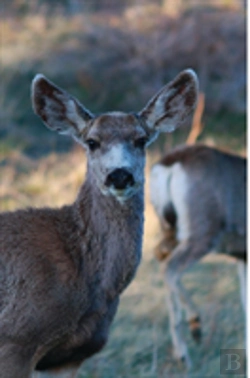 Bertrand.pt - Kid'S Petite Deer Journal