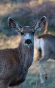 Kid'S Petite Deer Journal