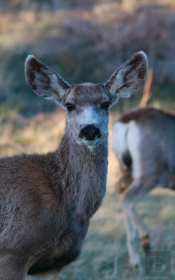 Kid'S Petite Deer Journal
