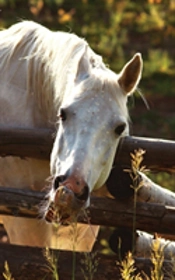 Kids Petite Equine Journal
