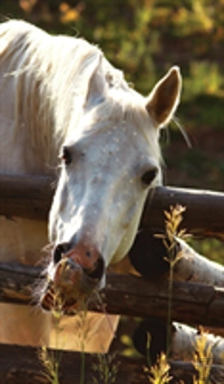 Bertrand.pt - Kids Petite Equine Journal