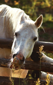 Kids Petite Equine Leftie Journal