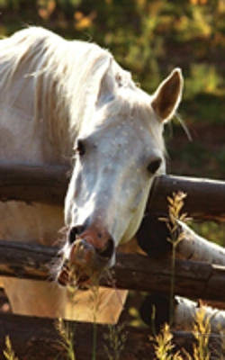 Bertrand.pt - Kids Petite Equine Leftie Journal