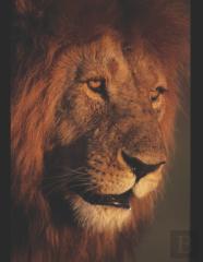 King Jesus Version