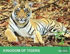 Kingdom Of Tigers - Tadoba