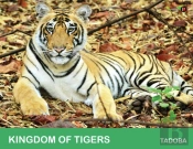 Kingdom Of Tigers - Tadoba