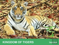 Bertrand.pt - Kingdom Of Tigers - Tadoba
