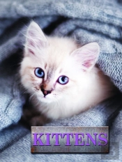Kittens