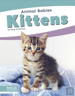 Bertrand.pt - Kittens