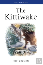 Kittiwake