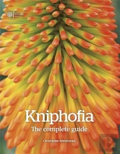 Kniphofia