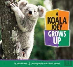Bertrand.pt - Koala Joey Grows Up