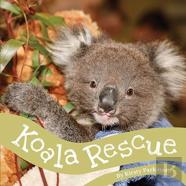 Koala Rescue