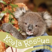 Koala Rescue
