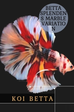 Bertrand.pt - Koi Betta