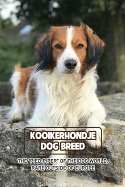 Bertrand.pt - Kooikerhondje Dog Breed
