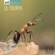 La Fourmi