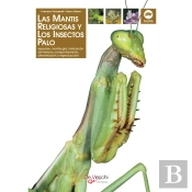 La Mantis Religiosa Y Los Insectos Palo