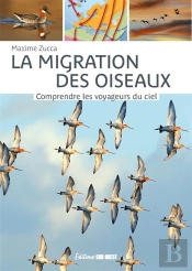 La Migration Des Oiseaux : Comprendre Les Voyageurs Du Ciel