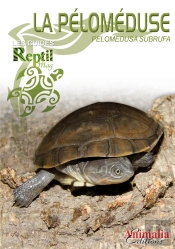 La Péloméduse Roussâtre - Pelomedusa Subrufa Et Espèces Proches