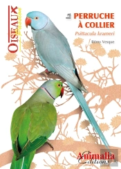 La Perruche À Collier Psittacula Krameri