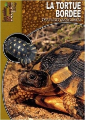 La Tortue Bordée - Testudo Marginata