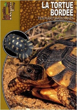 Bertrand.pt - La Tortue Bordée - Testudo Marginata