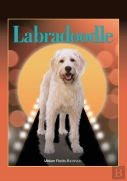 Bertrand.pt - Labradoodle