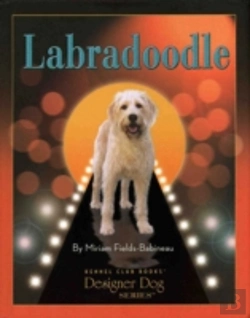 Bertrand.pt - Labradoodle
