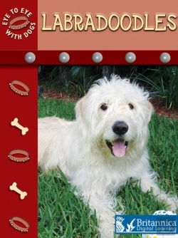 Bertrand.pt - Labradoodles