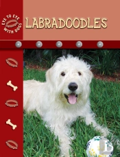 Labradoodles