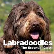 Labradoodles