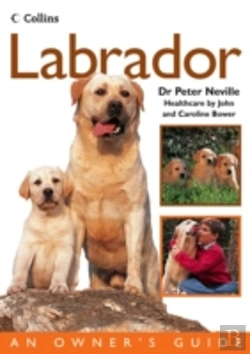 Bertrand.pt - Labrador