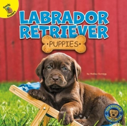 Bertrand.pt - Labrador Retriever Puppies