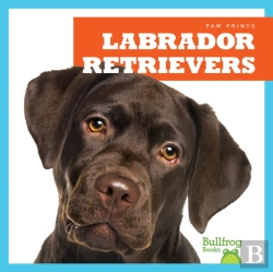 Bertrand.pt - Labrador Retrievers
