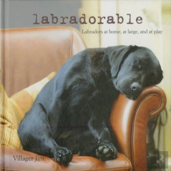 Bertrand.pt - Labradorable