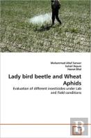 Lady Bird Beetle And Wheat Aphids