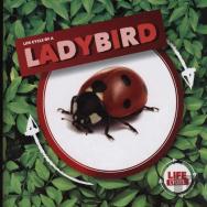Ladybird