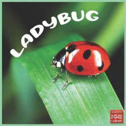 Bertrand.pt - Ladybug 2022 Calendar