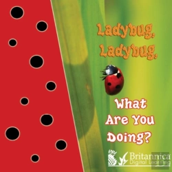 Bertrand.pt - Ladybug, Ladybug, What Are You Doing?
