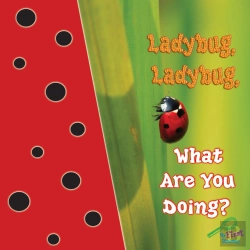 Bertrand.pt - Ladybug, Ladybug, What Are You Doing?