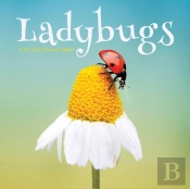 Ladybugs, A No Text Picture Book