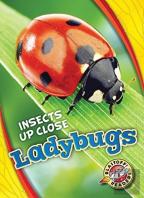 Ladybugs