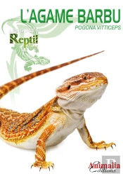 L'Agame Barbu - Pogona Vitticeps