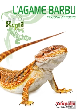 Bertrand.pt - L'Agame Barbu - Pogona Vitticeps