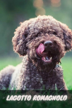 Bertrand.pt - Lagotto Romagnolo
