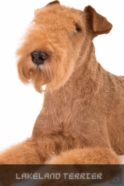 Bertrand.pt - Lakeland Terrier