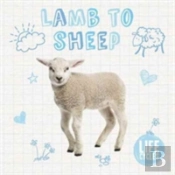 Lamb To Sheep