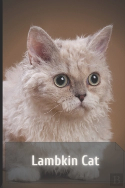 Bertrand.pt - Lambkin Cat